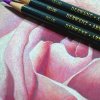 Derwent+Artist+Rose+With+Pencils