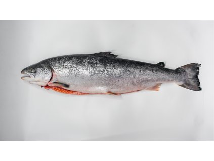 Losos celý kuchaný 5-6kg na ledu