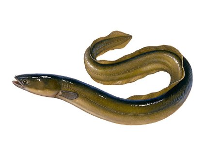 Úhoř