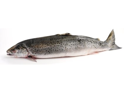 Wild sea trout Medium