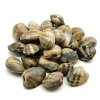 vongole