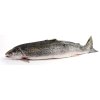 Wild sea trout Medium