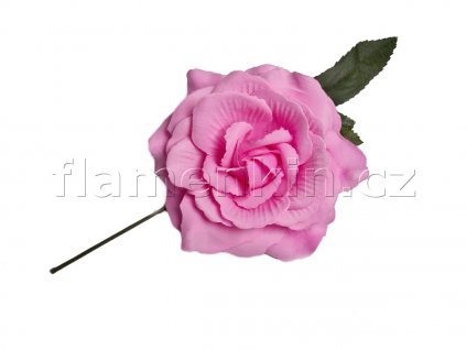 Rosa strední 12 cm 1200 900