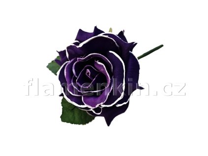 Fialová růže s bílým lemem