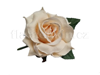 Krémová střední růže s bílým lemem ANF54727