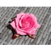 FAN mala skripec rosa tmavsi 1200 900 3