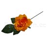 Rosa stredni oranzžová