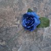 Ruže modrá střední MP 10 cm 3