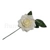 Střední krémová růže MP 10 cm 3