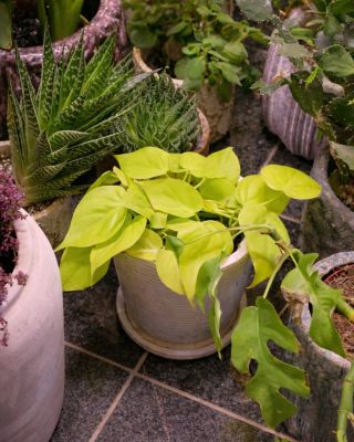 🪴 • • • • • • • • • • • • #fleurdeco #fleurs #kvetiny #kvetinydodomu #kvetinybrno