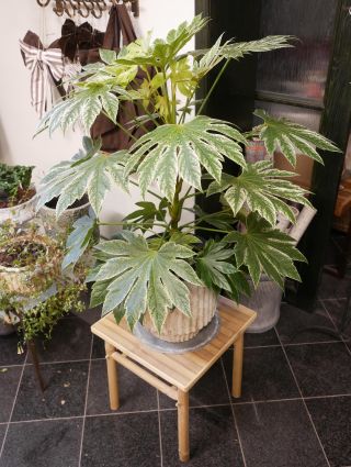 Najdete u nás i netradiční pokojovky jako je tahle panašovaná Fatsia. Krásná rostlina, která vypadá jako by měla na...