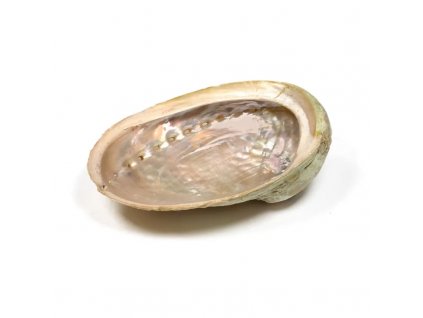 16979 abalone musla haliotis na palenie zvazkov velkost m
