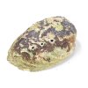 rainbow abalone musla na kadidlo haliotis iris 2