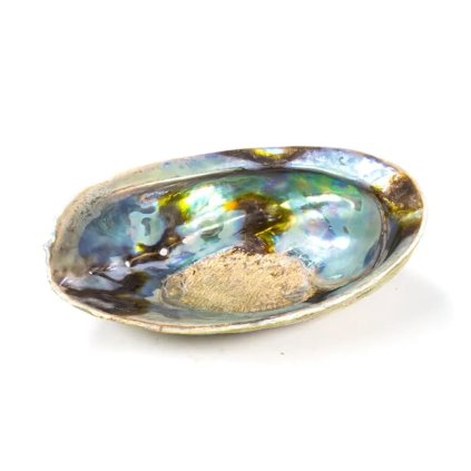 rainbow abalone musla na kadidlo haliotis iris