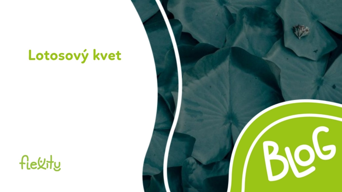 Lotosový kvet: symbol, význam v joge a ájurvéde