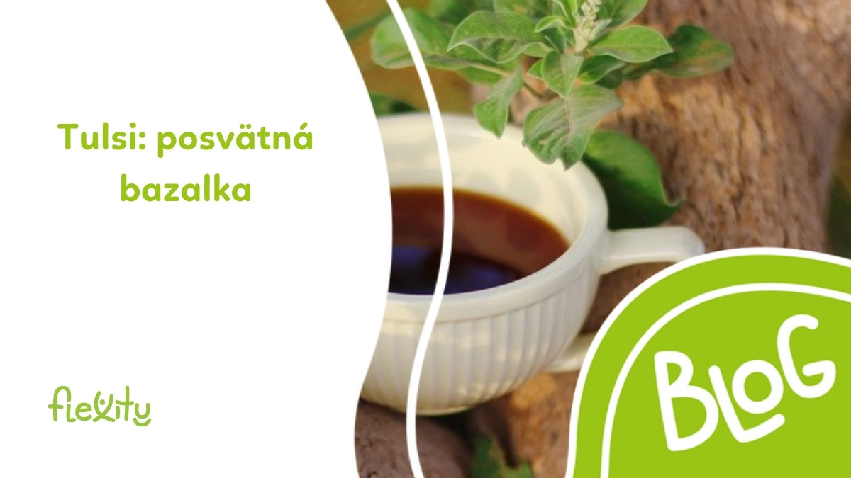 Tulsi (posvätná bazalka): účinky, čaj a použitie