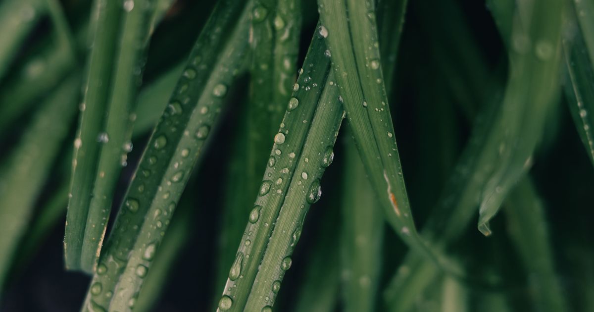 Bacopa monnieri (brahmi) – drobné biele kvety a sviežo zelené listy močiarnej rastliny