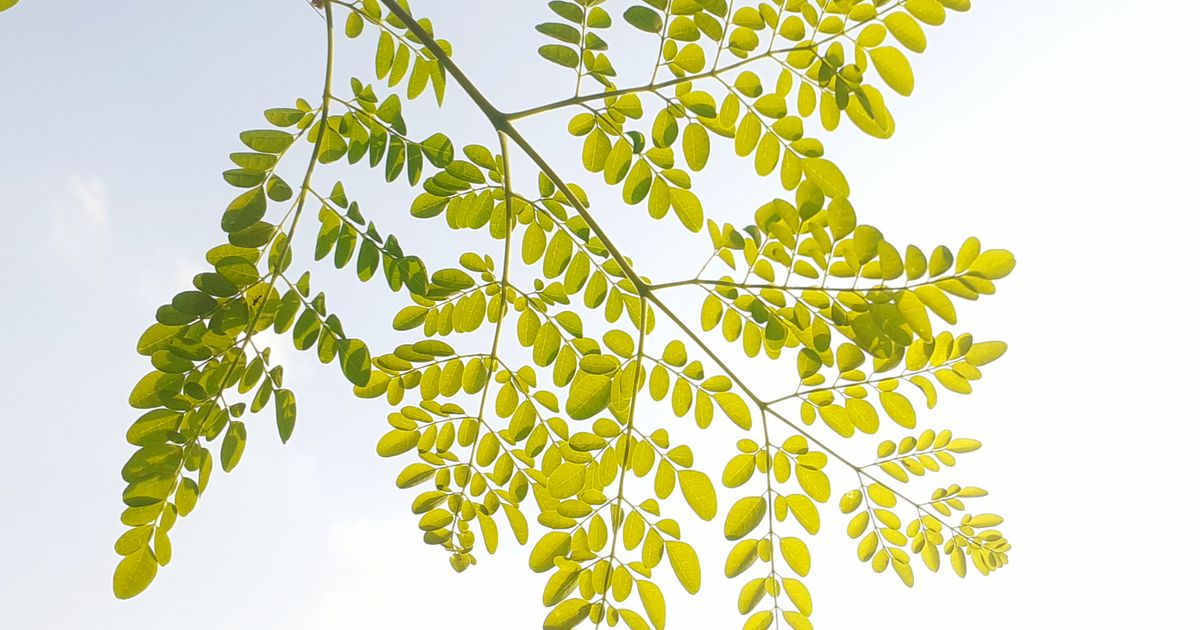 Moringa oleifera – zelený prášok zo sušených listov a čerstvé listy moringy