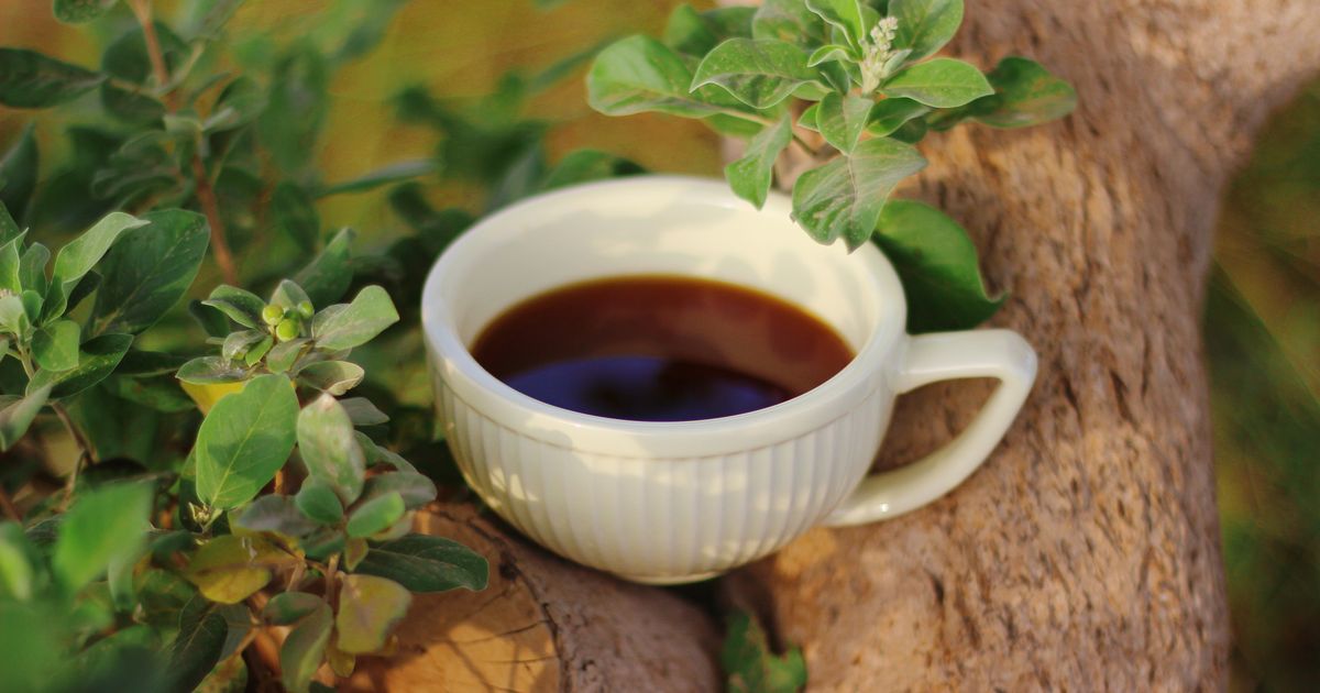 Tulsi (posvätná bazalka) — sušené listy a šálka bylinného čaju na drevenom stole