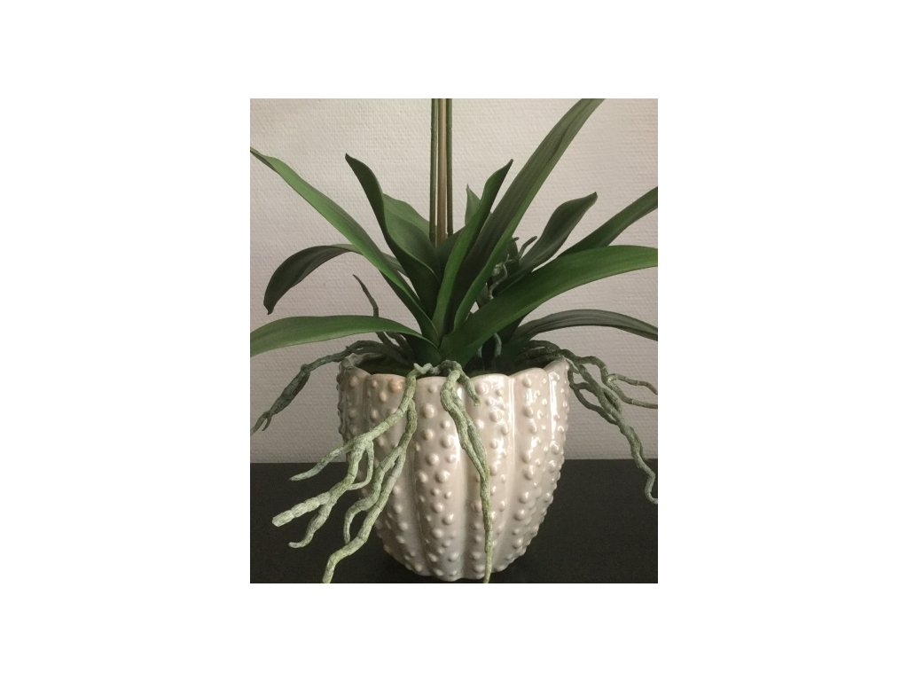 Listy a kořeny - orchidej