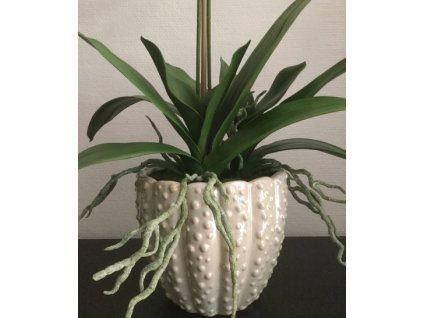 Listy a kořeny - orchidej