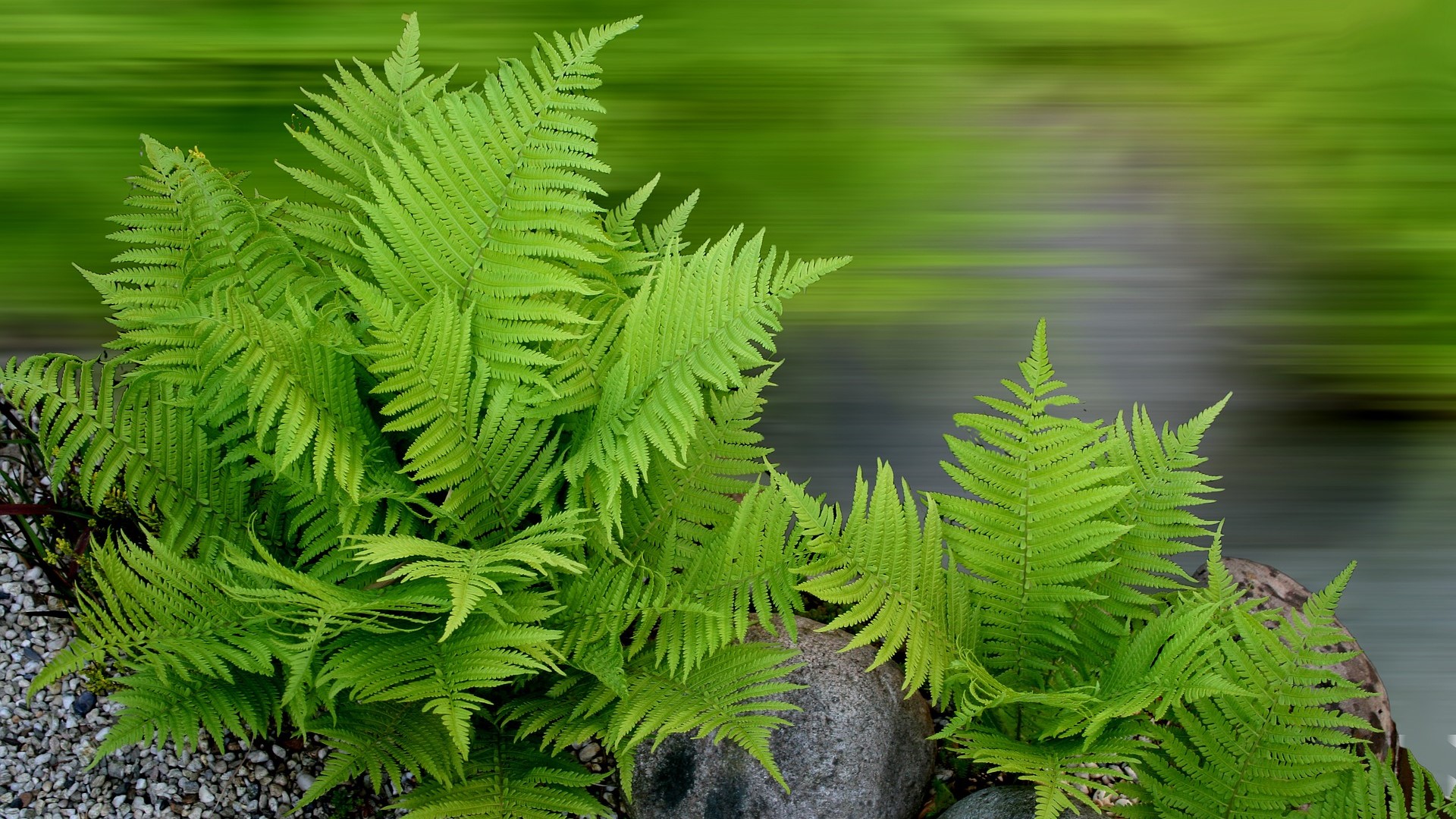 kapradí_Pixabay