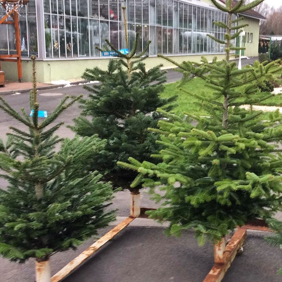 Vánoční stromky v prodeji - stříbrné smrky, borovice, kavkazské jedle