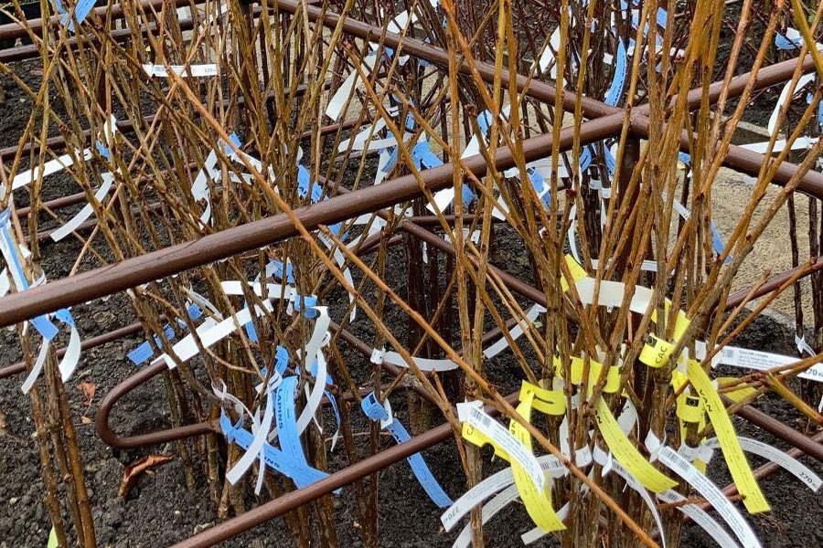 Aktuálně v zahradních centrech: prostokořenné růže, ovocné stromky