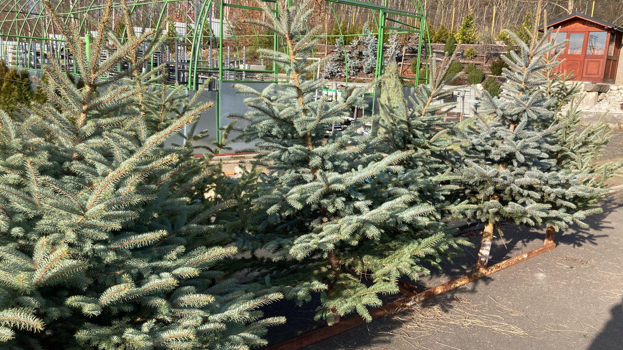 Vánoční stromky v prodeji v našich zahradních centrech v Karlových Varech