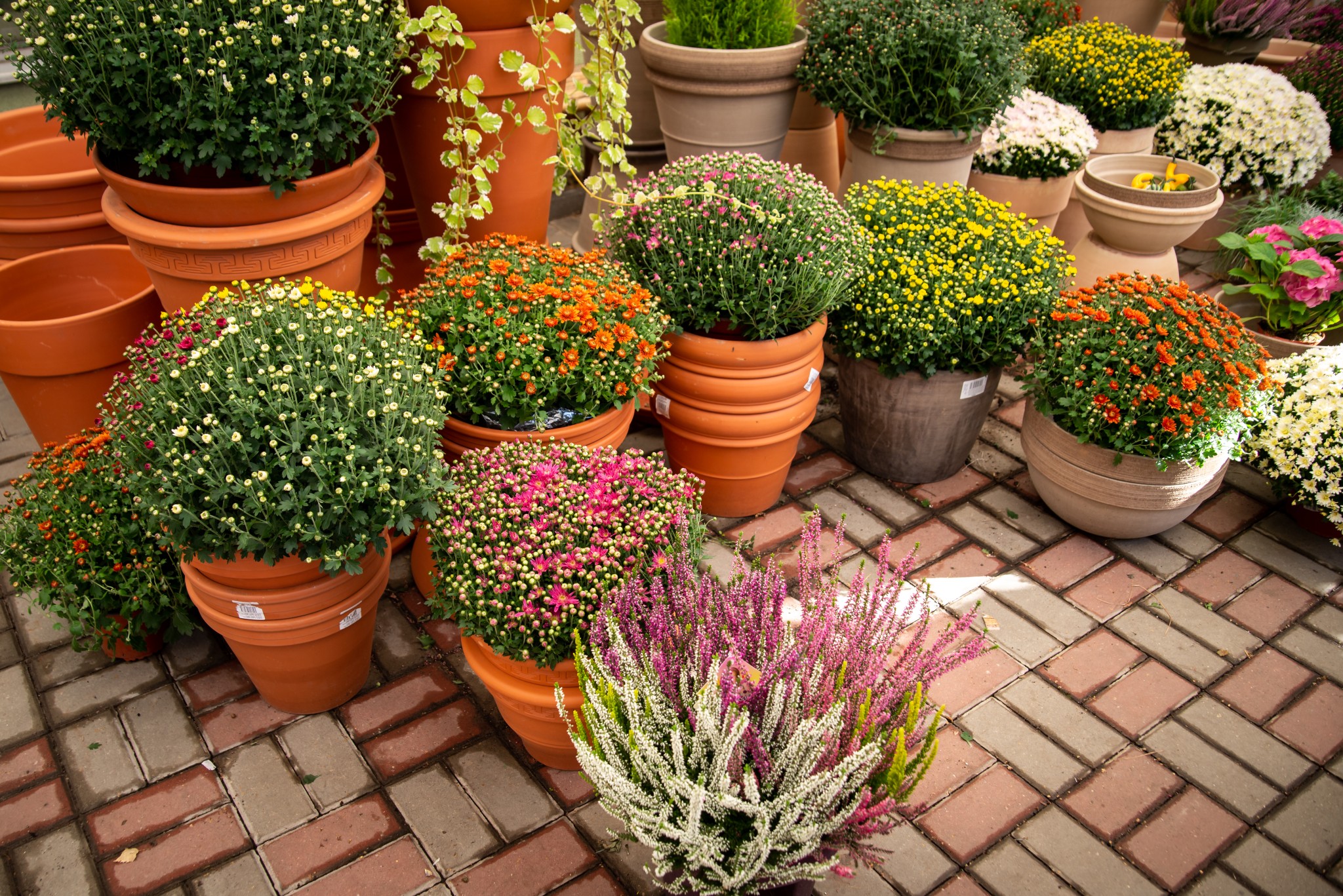Podzim v prodejnách Flora Centrum