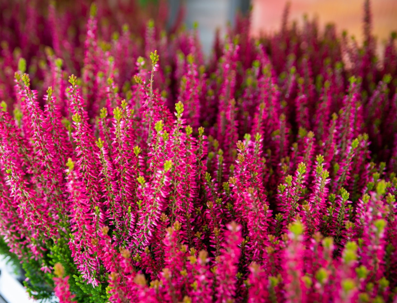 Sváteční otevírací doba 28. 10. 2024