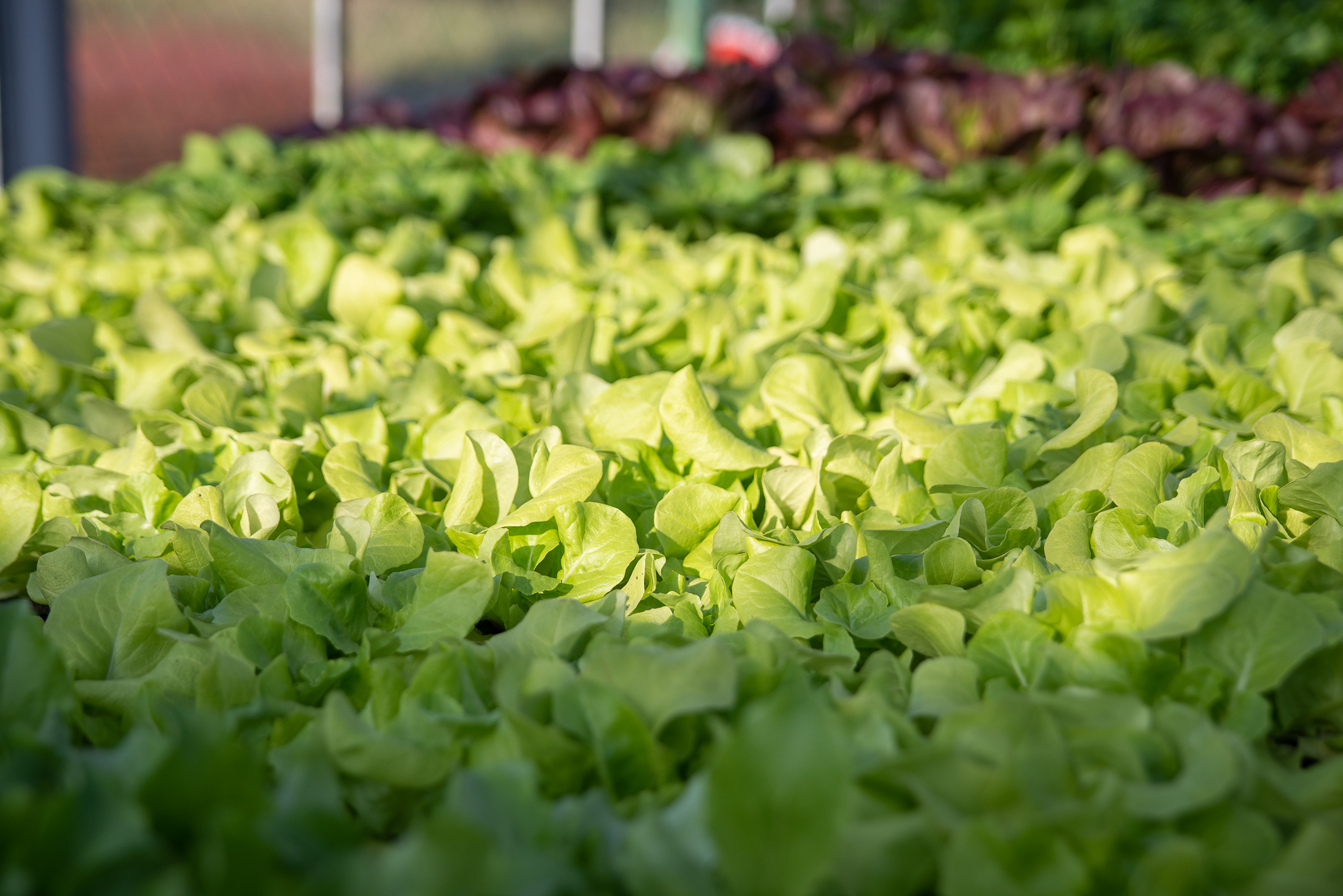 SKLADEM: Sadba zeleniny (okurky, rajčata, papriky, saláty...) a široký sortiment bylinek