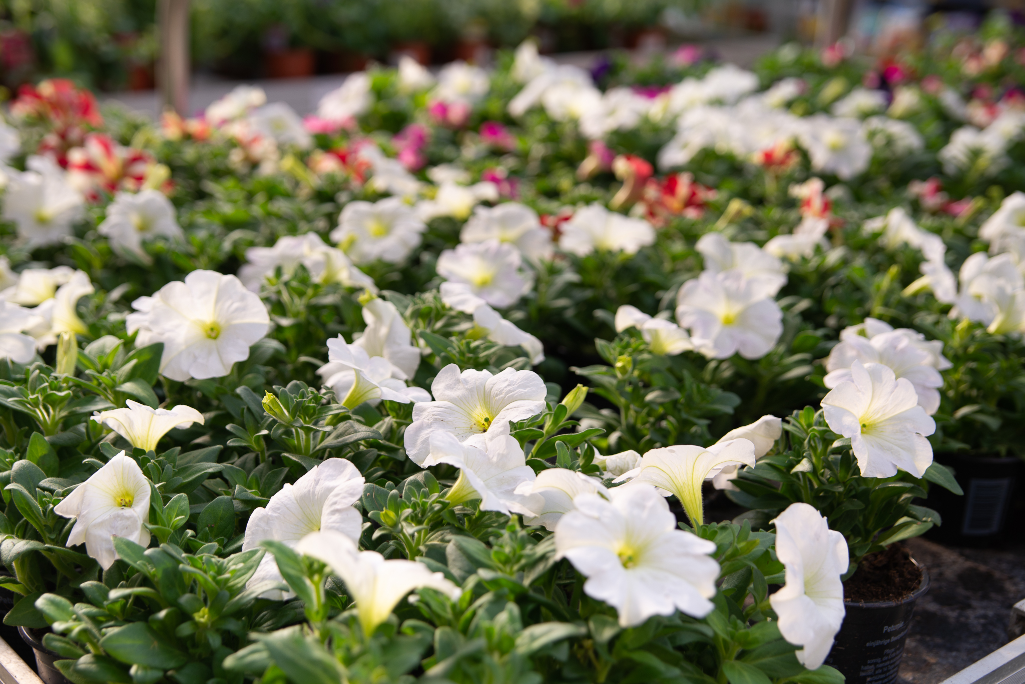 Sazeničky pelargónií, surfínií a dalších okrasných rostlin do truhlíků i na zahrádku