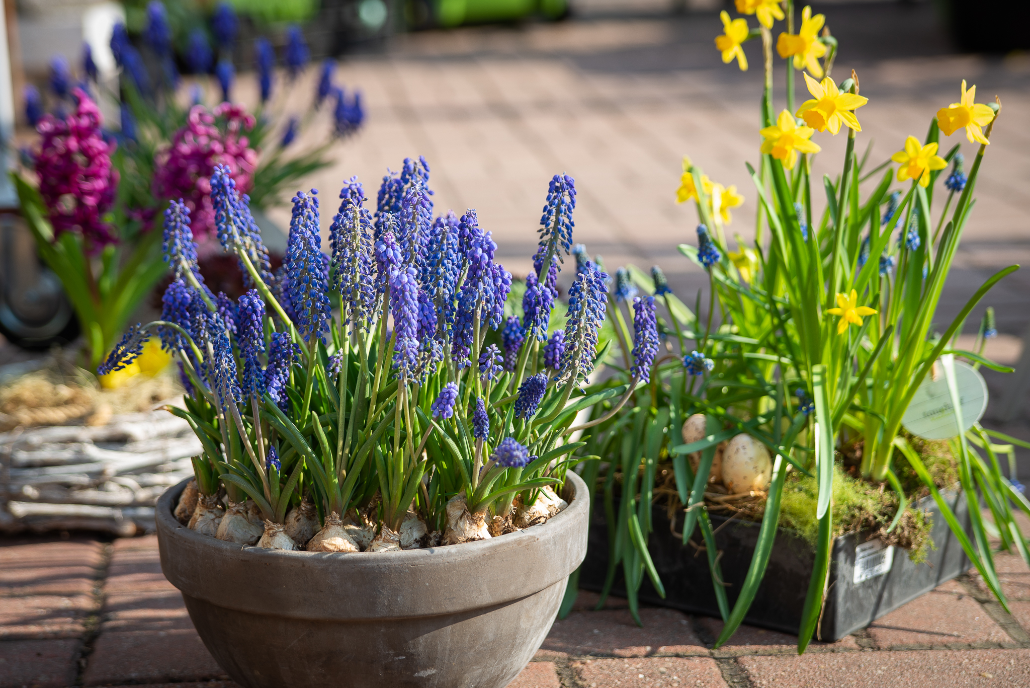 Velikonoce ve Flora centru: jarní aranžmá, truhlíky, dekorace!