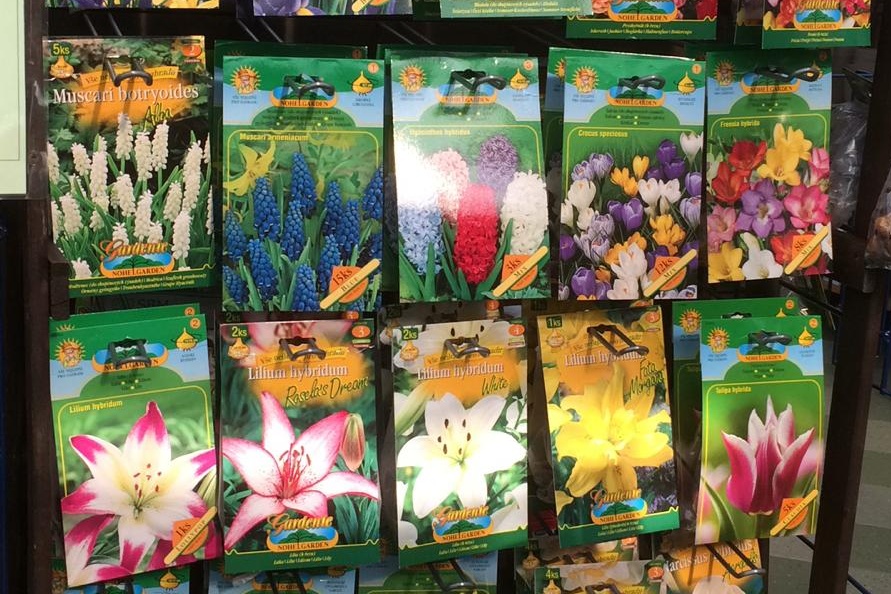 Podzimní cibuloviny v prodeji