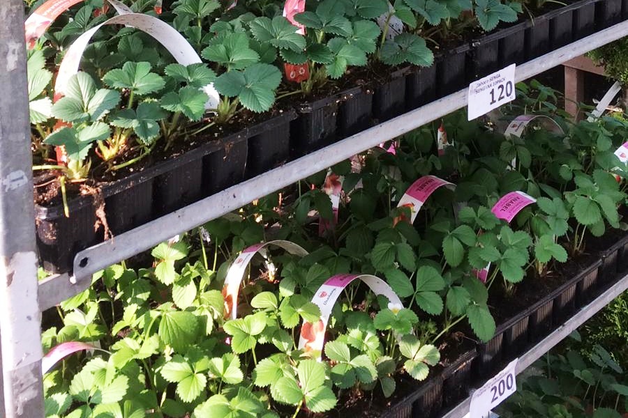 Sadba jahod, speciální substráty a hnojiva