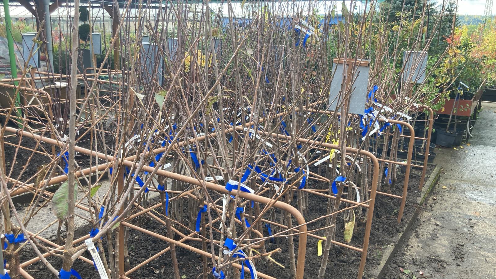 Ovocné stromky a růže v prodeji