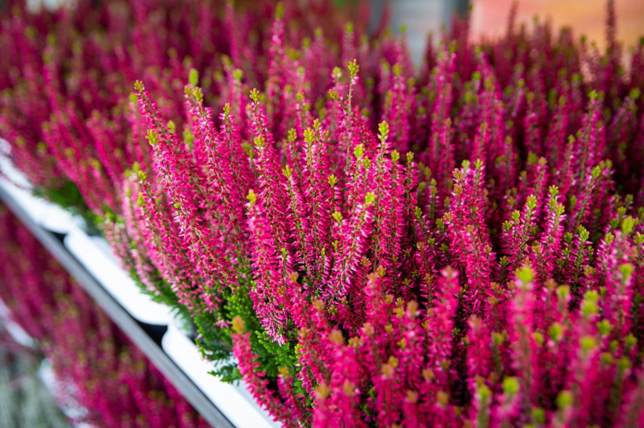 Otevírací doba 28. října 2025