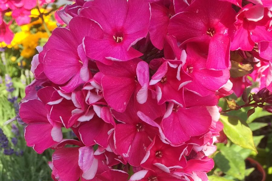 Doplňujeme sortiment trvalek- ceny od 60 Kč!