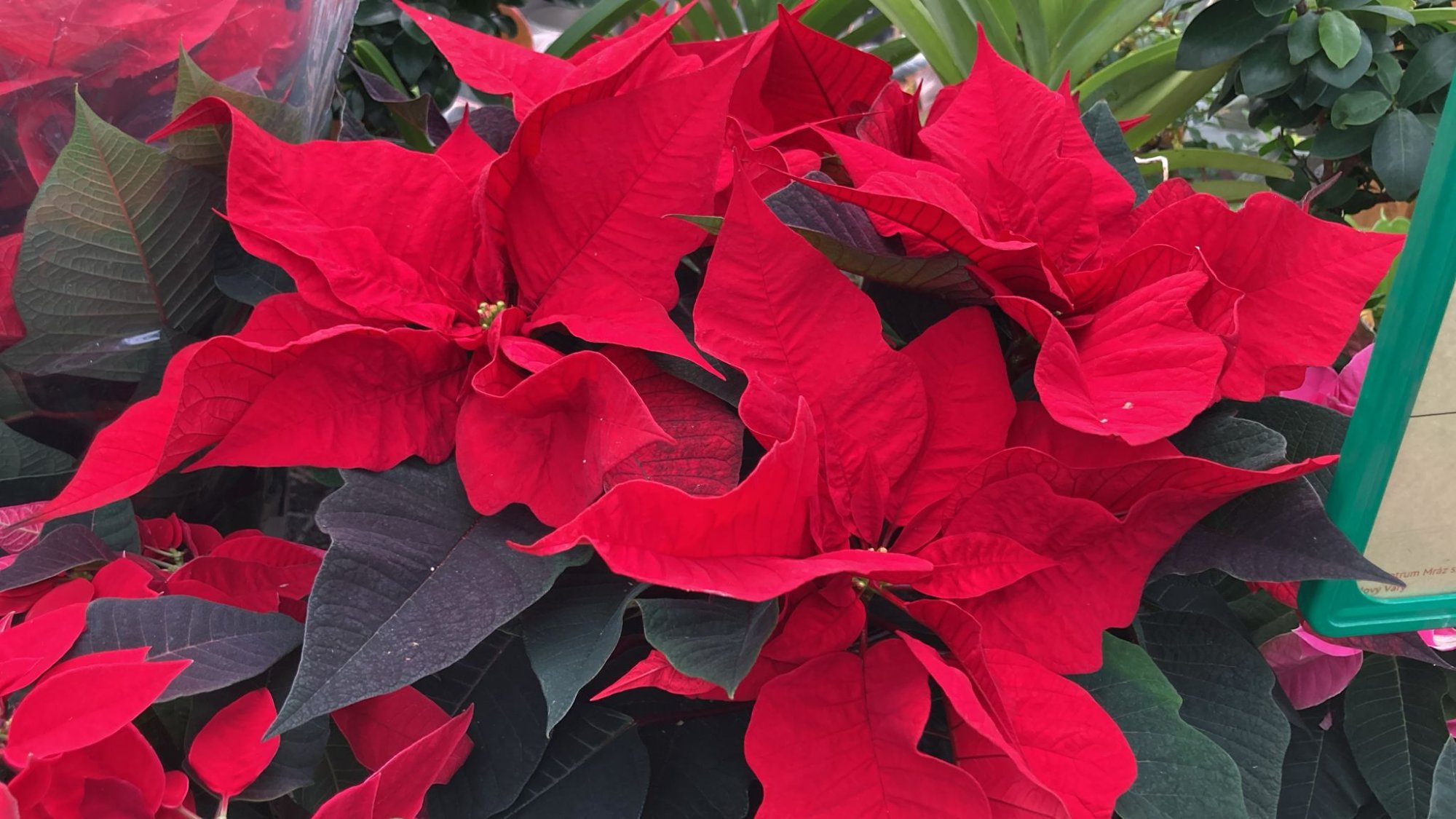 Vánoce začínají u nás - ozdoby, jmelí, stromky, hvězdy a vše na co si vzpomenete