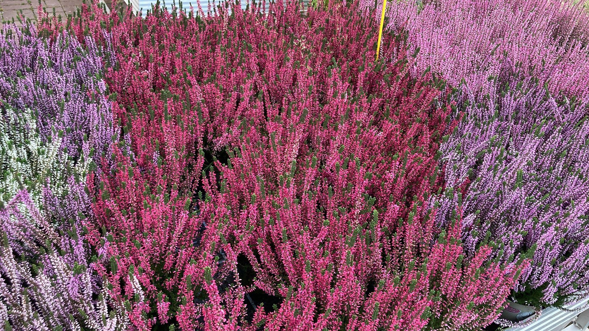 314653059_3396623800581882_2401424621897781365_n