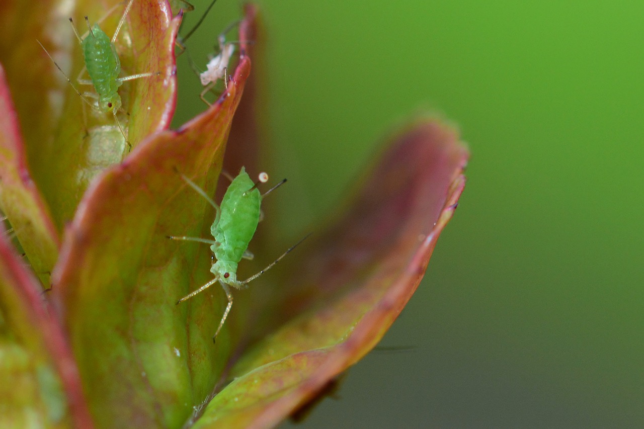 aphid-g29208cf09_1280