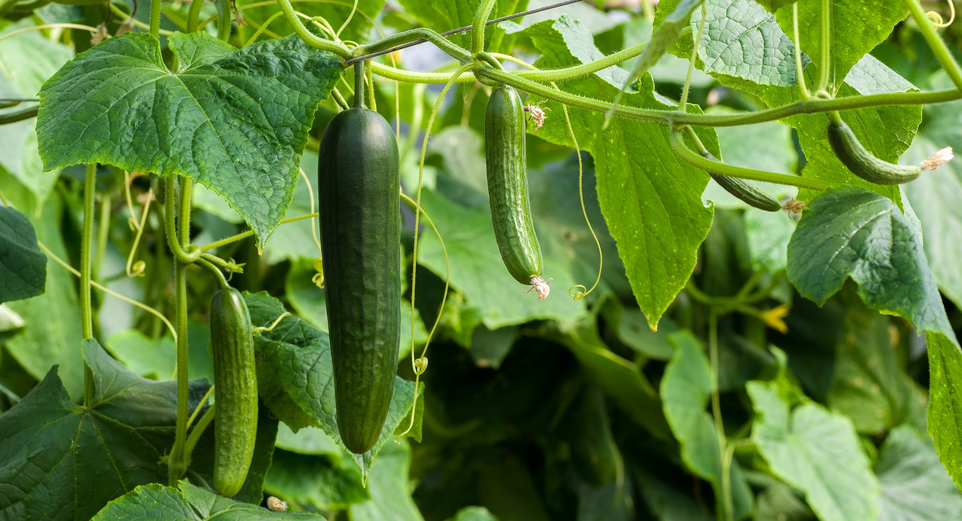 cucumbers-gd4fec2c58_1920