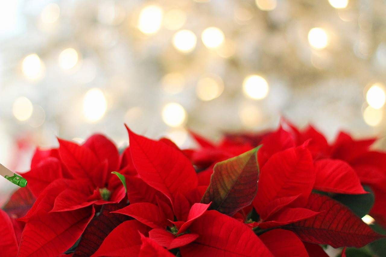 poinsettia-g5bdb24869_1280