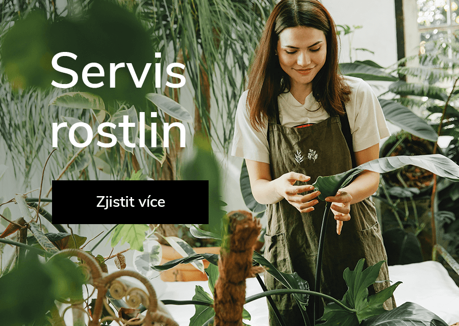 2 - Servis rostlin