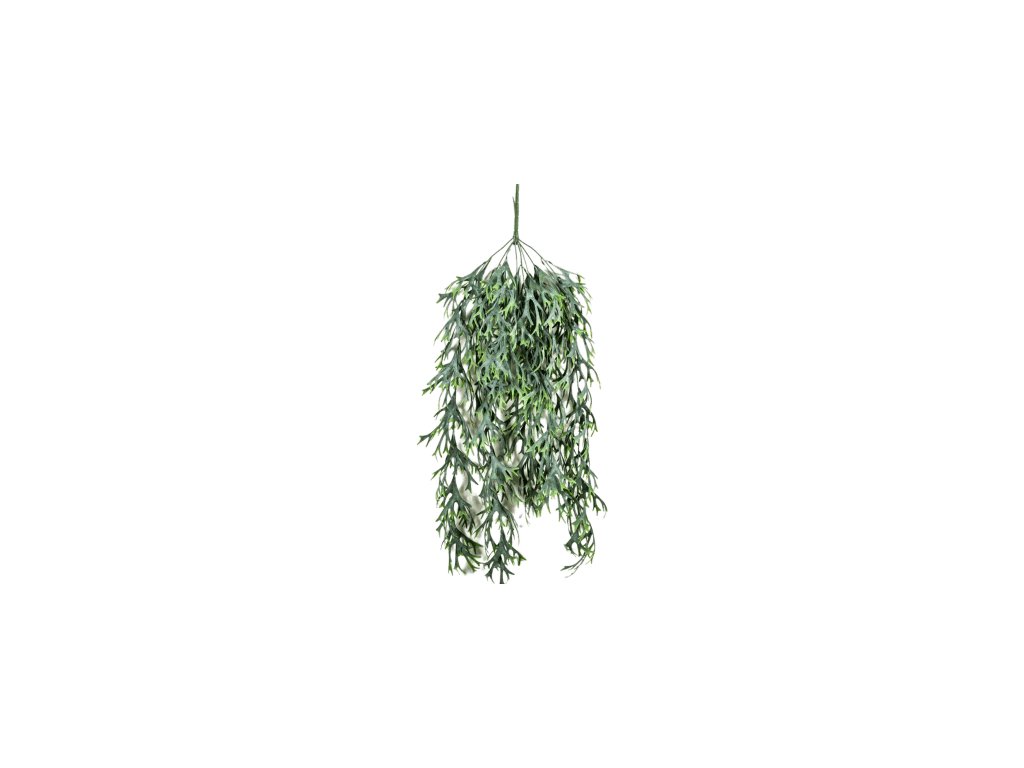 fern staghorn