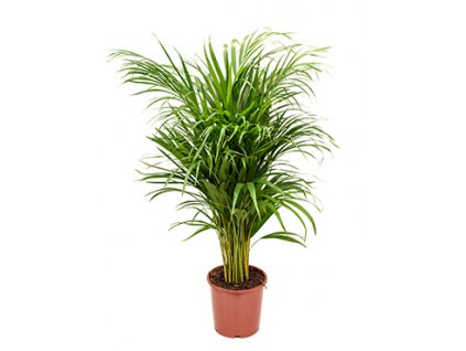 Areca (chrysalido.) lutescens zeminová rostlina