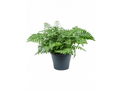 Asplenium parvati-zeminová rostlina