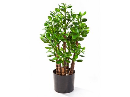 Crassula ovata umělá rostlina