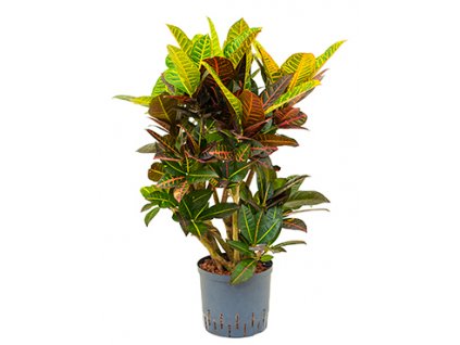Croton (codiaeum) petra